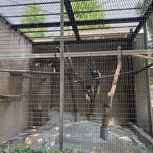 White-mantled Black Colobus