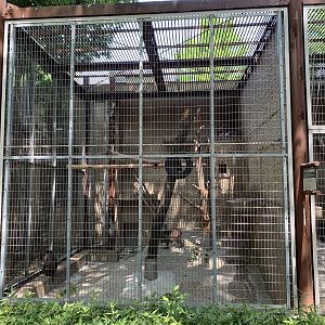 De Brazza’s Monkey Enclosure