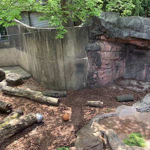 Hokkaido Brown Bear Exhibit