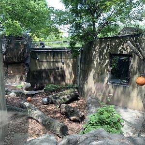 Hokkaido Brown Bear Exhibit