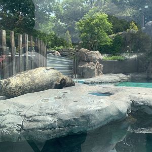 Harbor Seal