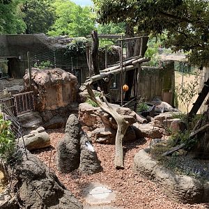 Malayan Sun Bear Exhibit