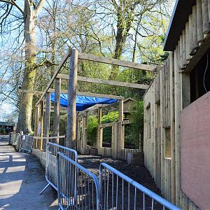 New red panda viewing area under construction