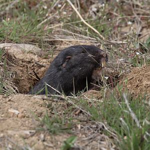 Townsend's Pocket-Gopher