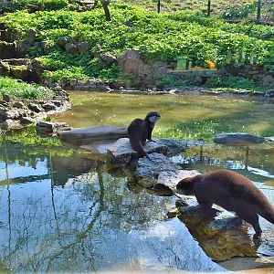 Asiatic short-clawed otters