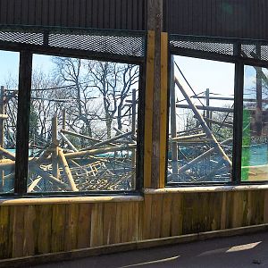 New orang enclosure viewing windows