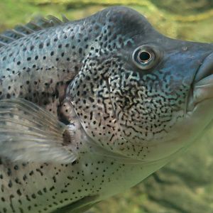 Wolf Cichlid (Parachromis dovii)