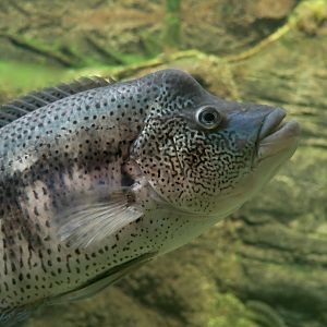 Wolf Cichlid (Parachromis dovii)
