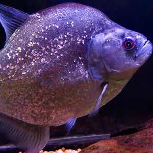 Violet-Line Piranha (Serrasalmus geryi)