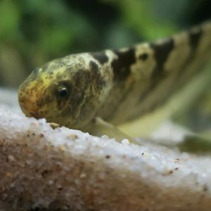 Centipede Knifefish (Steatogenys duidae)