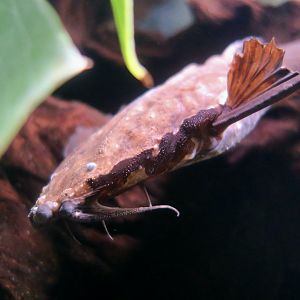 Banded Banjo Catfish (Platystacus cotylephorus)