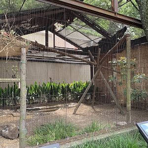 Northern Bald Ibis Aviary