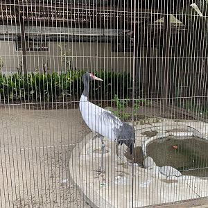 Black-necked Crane