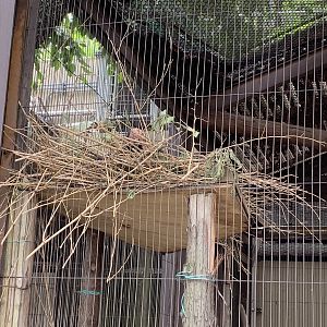 Northern Bald Ibis on nest