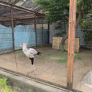 Secretarybird Enclosure