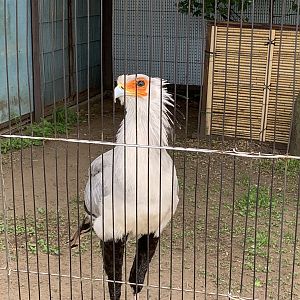 Secretarybird