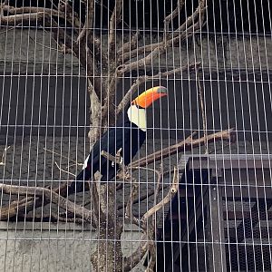 Toco Toucan