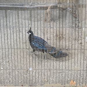 Palawan Peacock Pheasant