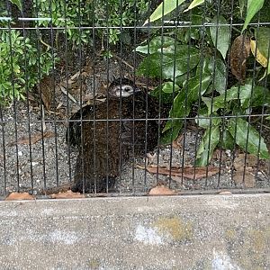 Palawan Peacock Pheasant
