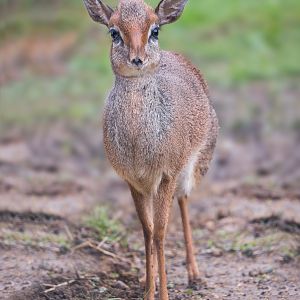 Kirk's Dik-dik (m) / Hamerton / 11-4-23
