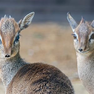 Kirk's Dik-dik pair / Hamerton / 11-4-23