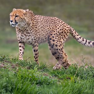 Cheetah - Jetts (f) / Hamerton / 11-4-23