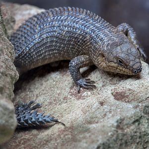 Gidgee Skink / Hamerton / 11-4-23