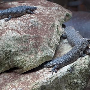 Gidgee Skinks / Hamerton / 11-4-23