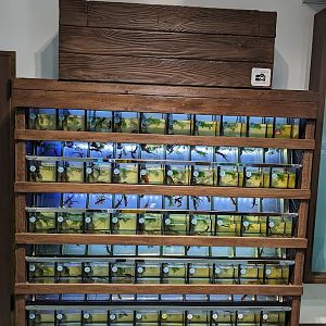 Japanese fire-bellied newt exhibit by region