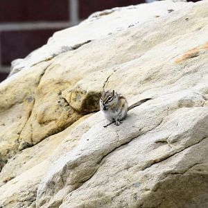 Least Chipmunk (Neotamias minimus minimus)