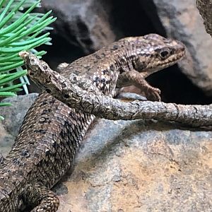 Northwestern Alligator Lizard (Elgaria coerulea principis)