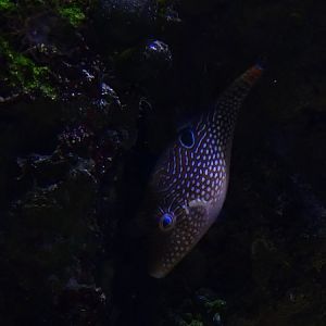 Canthigaster compressa or C. solandri
