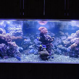 Rajske Ostrovy: Coral tank