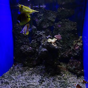 Rajske Ostrovy: tank for various fishes