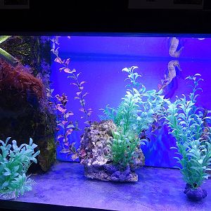 Rajske Ostrovy: Lined sea horse aquarium