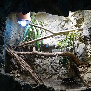 Rajske Ostrovy: Bearded dragon terrarium