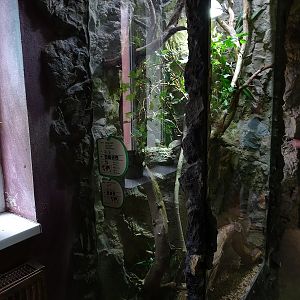 Rajske Ostrovy: Terrarium for tokay and Vietnamese golden gecko