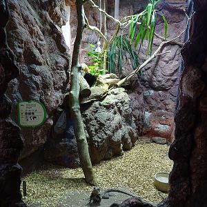 Rajske Ostrovy: Frilled lizard terrarium