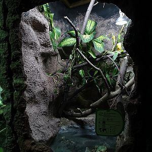 Rajske Ostrovy: Ball python terrarium