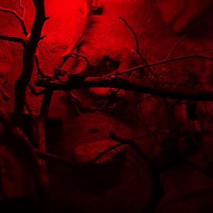 Rajske Ostrovy: Pygmy slow loris enclosure