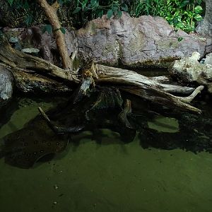Rajske Ostrovy: Enclosure for river stingray