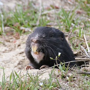 My shot of the Townsend's Pocket-Gopher (Thomomys townsendii)