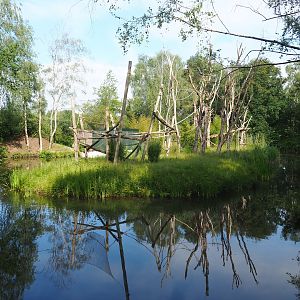 Lar gibbon island between car park and walking safari, 2022-06-12