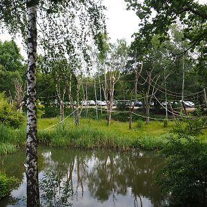 Lar gibbon island between car park and walking safari, 2022-06-12