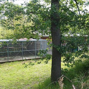 Lar gibbon house and separation cage, 2022-06-12