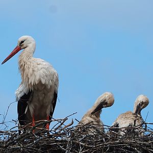 European white storks (Ciconia ciconia) on nest, 2022-06-12