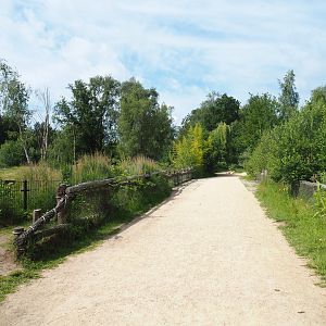 Walking safari road, 2022-06-12