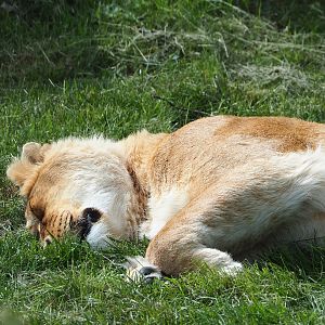 African lioness (Panthera leo), 2022-06-12