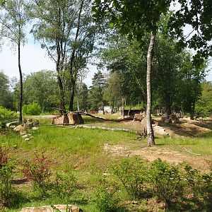 First Eastern black rhinoceros exhibit, 2022-06-12