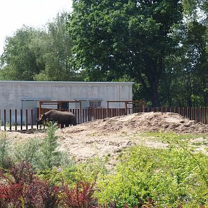 Eastern black rhinoceros building, 2022-06-12